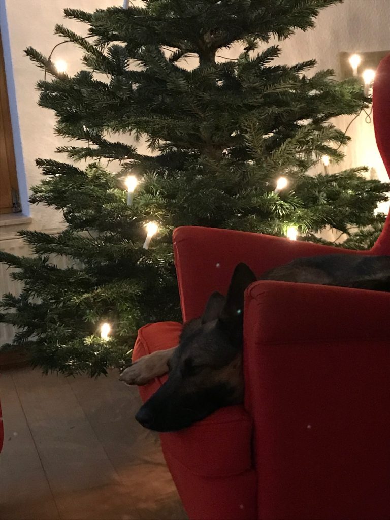 Hund Weihnachten Weihnachtsbaum